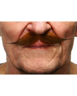 Roter Dandy Schnauzer