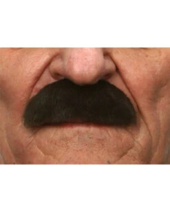 Brauner Schnauzer Albert